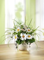 Marguerite arrangemang i en kruka 