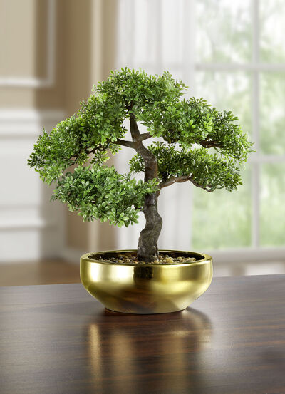 Bonsai i en keramisk skål 