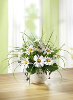 Marguerite arrangemang i en kruka 