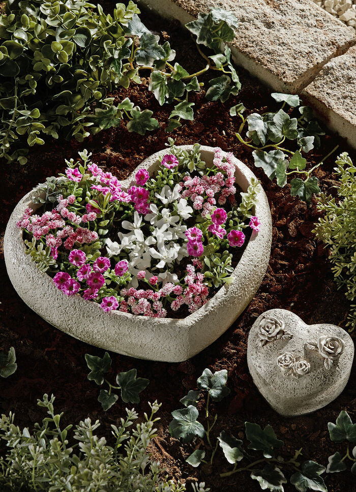 Hjärtplanter, 2-delad