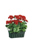 Bedr&auml;gligt verkliga pelargoner med balkongl&aring;da 