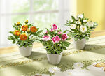 Ranunculus, set om 3 