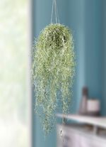 Verklighetstrogen mossh&auml;ngare 