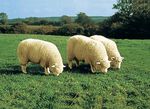 Sitsöverdrag av merino lammskinn i djurform, 