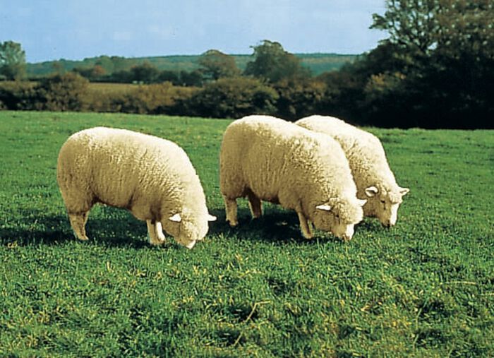 Sitsöverdrag av merino lammskinn i djurform, 