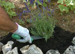 Multipurpose Shovel Root Digger