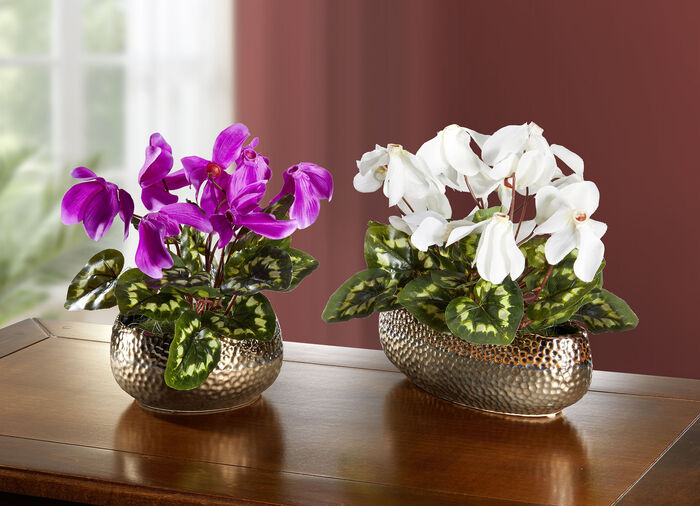 Cyclamen i skal ROSA