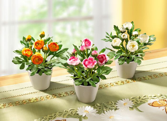 Ranunculus, set om 3 