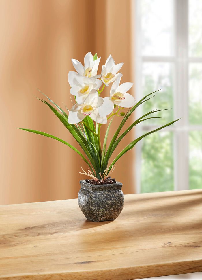 Cymbidium orkid&eacute; i cementkruka 