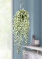 Verklighetstrogen mosshängare 