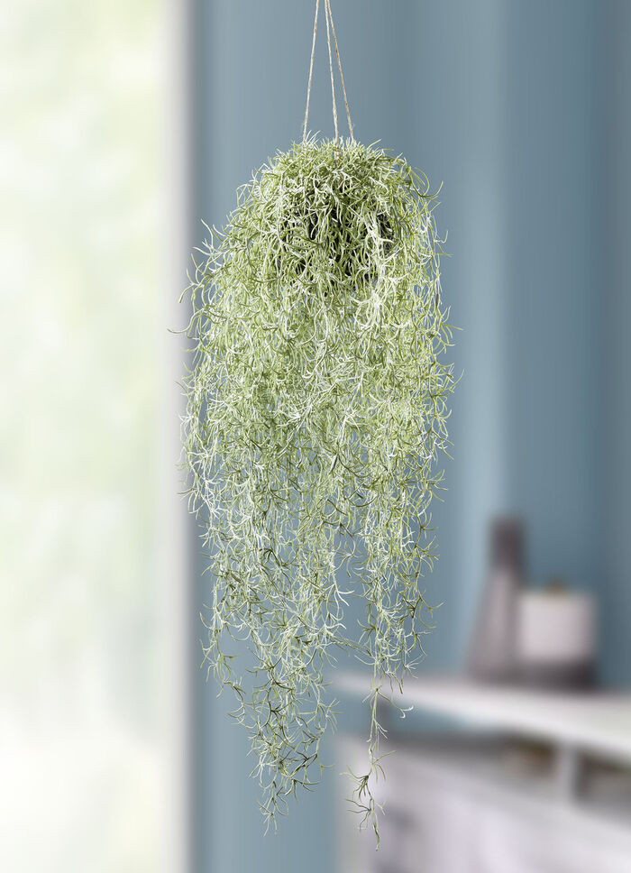 Verklighetstrogen mosshängare 