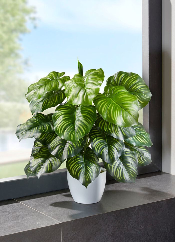 Maranta buske i vit keramikkruka 