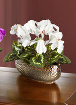 Cyclamen i skal VIT