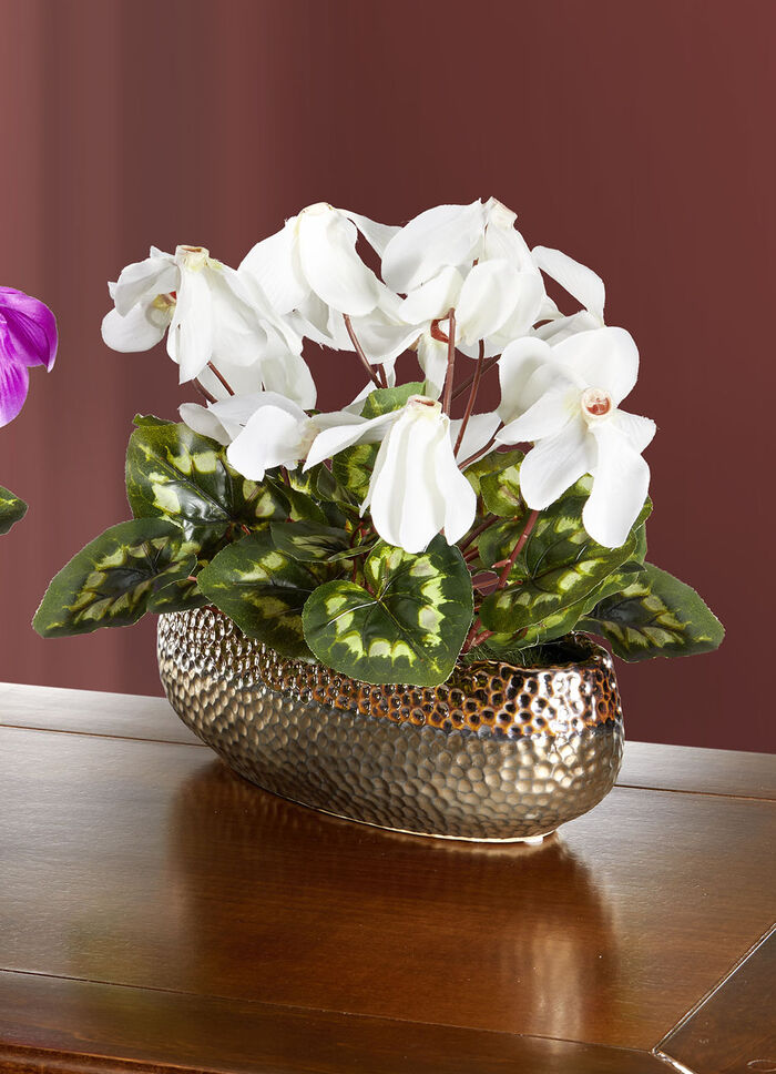 Cyclamen i skal VIT