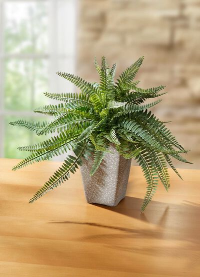 Ormbunke i en terrakottakruka 