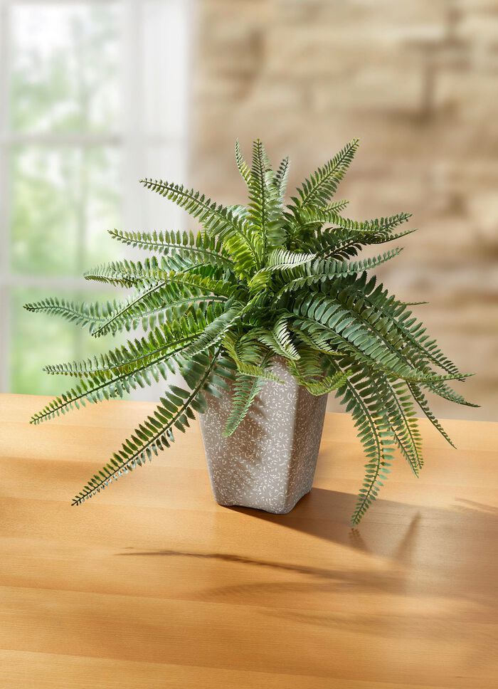 Ormbunke i en terrakottakruka 