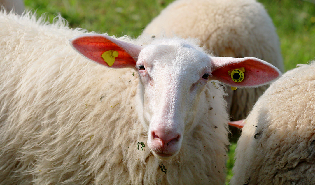 Vitt får tittar på dig